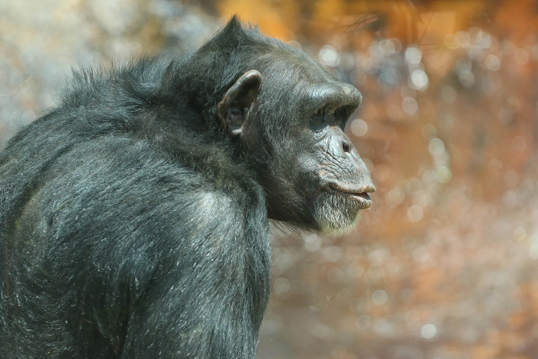 Chimpanzee-Bea-6.6.18_-94.jpg