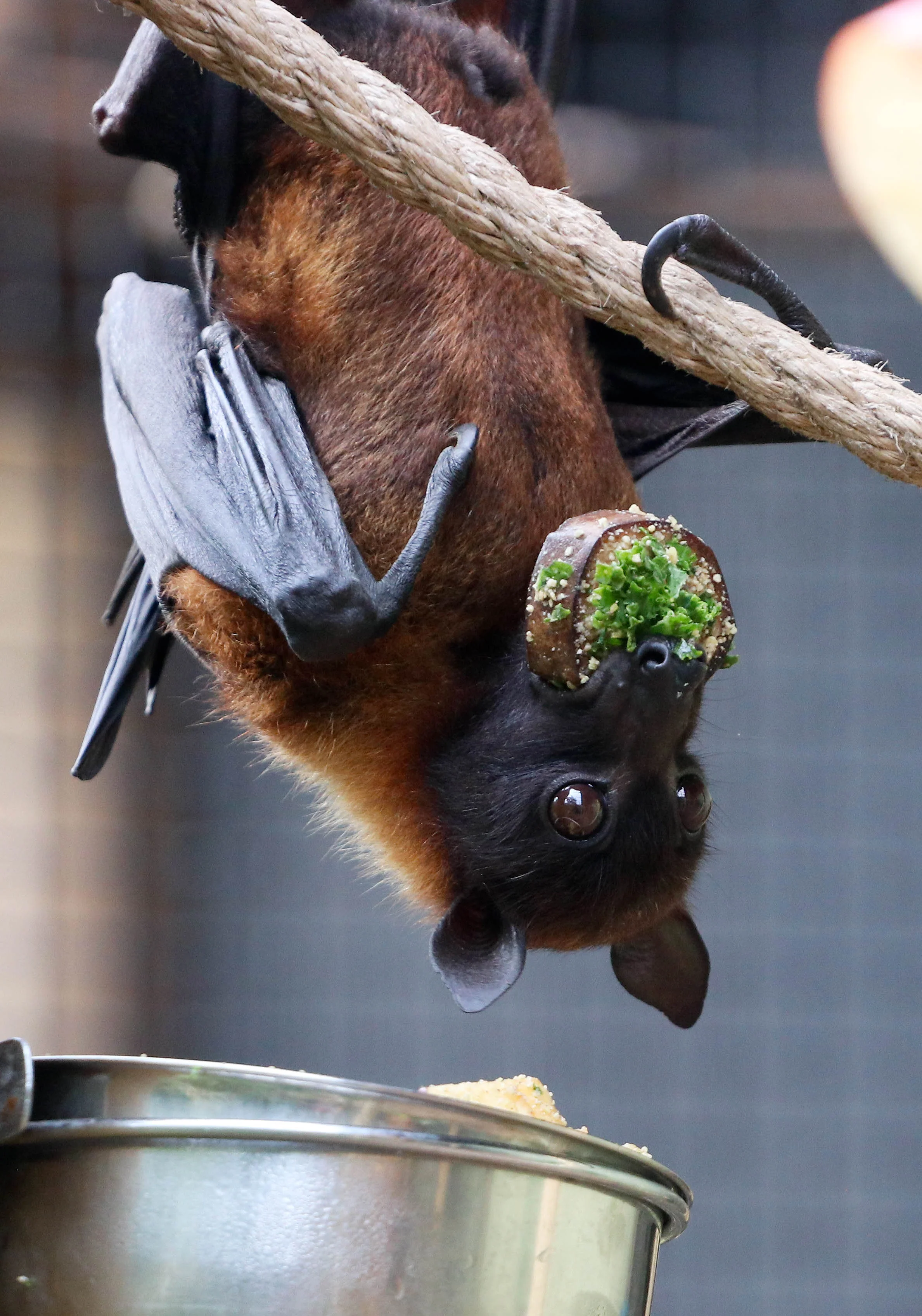 Fruit Bat-7.6.18_-30.jpg