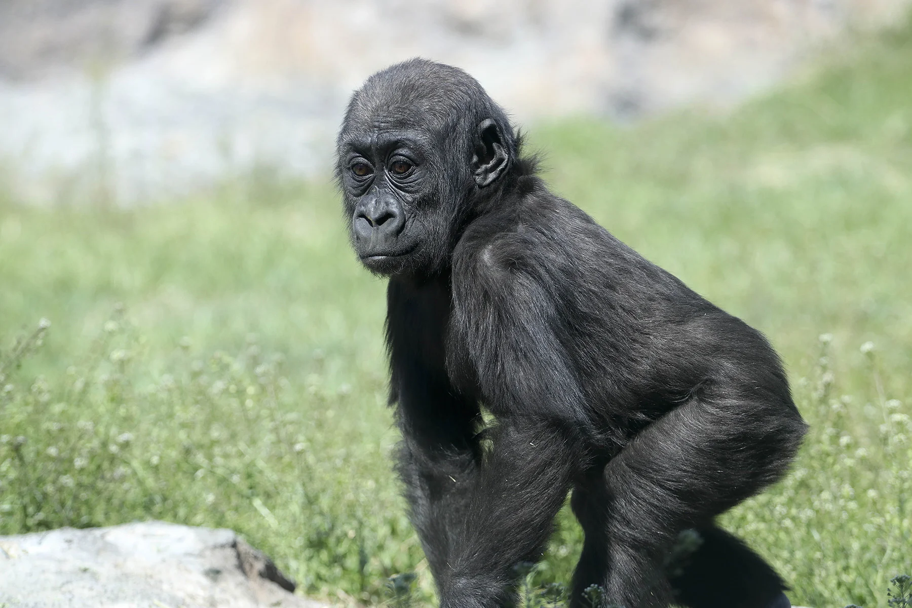 Gorilla-Alika-4.26.18_-3.jpg