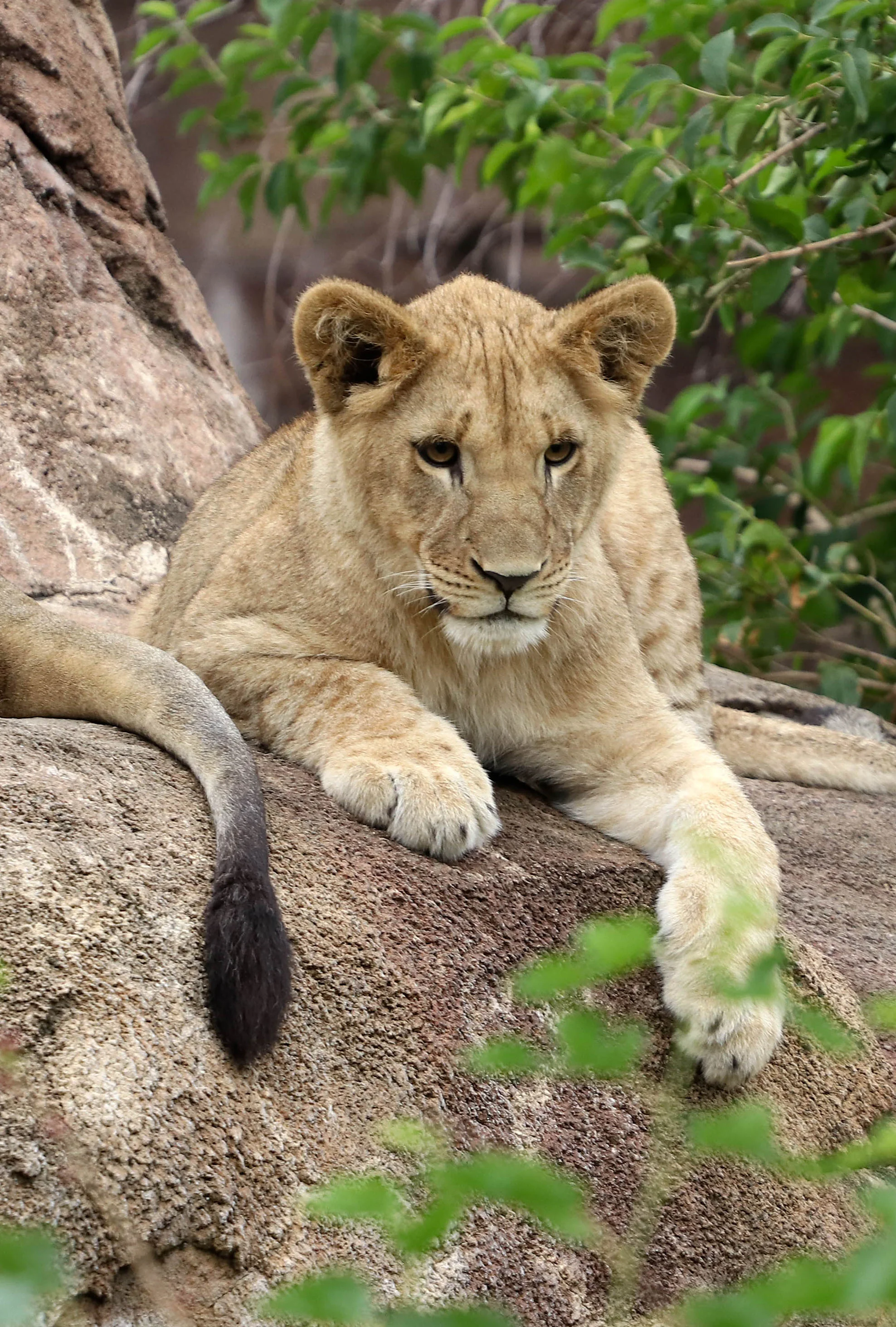 Lion-6.7.18_-4.jpg