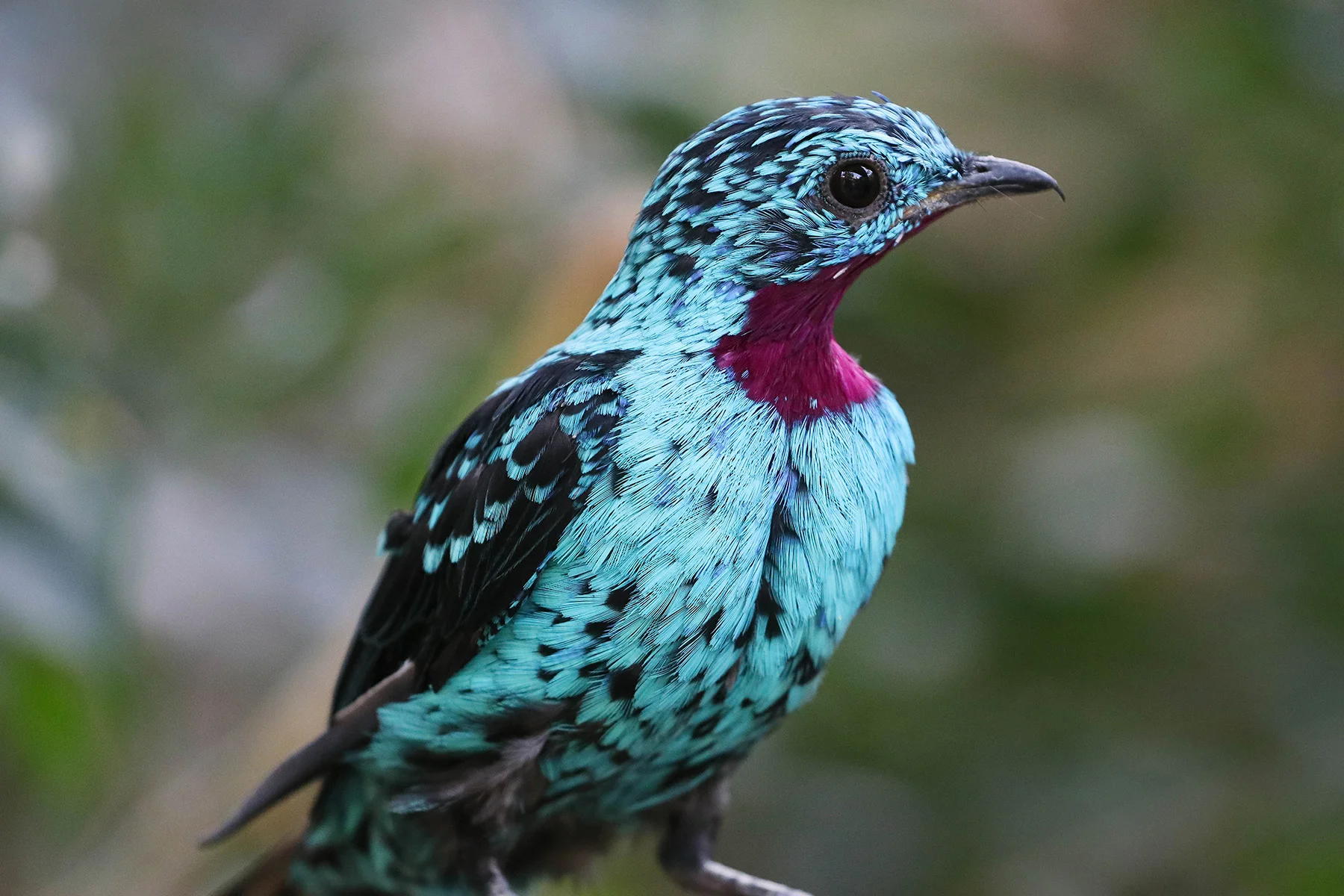 Spangled Cotinga(Male)-7.12.18_-11.jpg