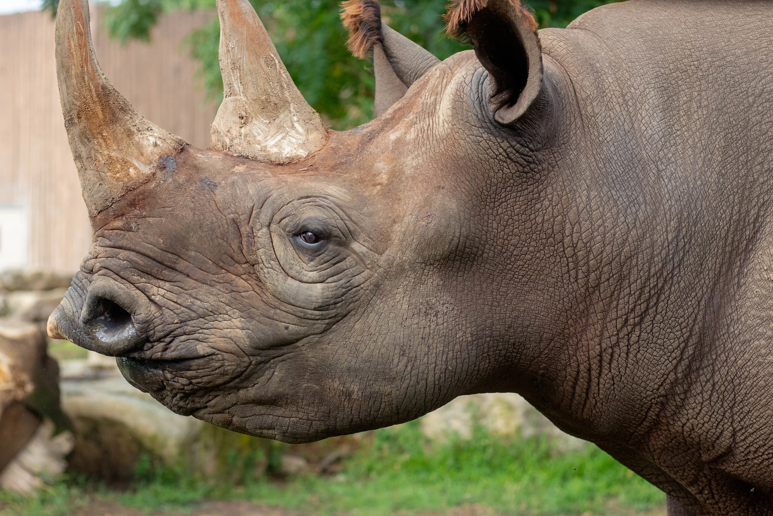 Rhino-Bibi-8.6.19_-23 copy.jpg