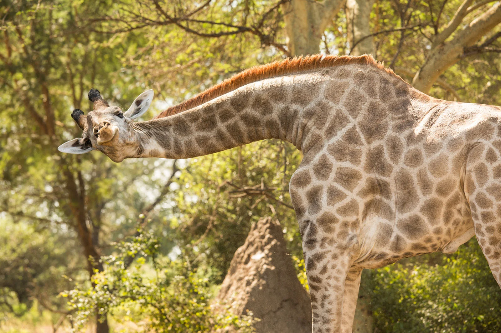 Malawi, Africa.