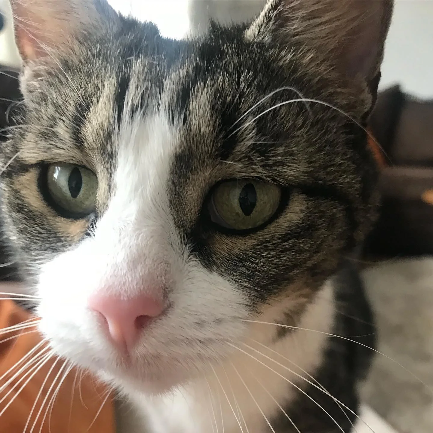 Cleo