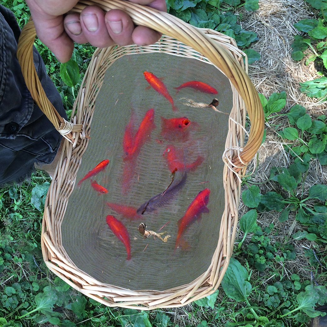Bret-Woodard-Artist-Fish-Basket-Art.jpg