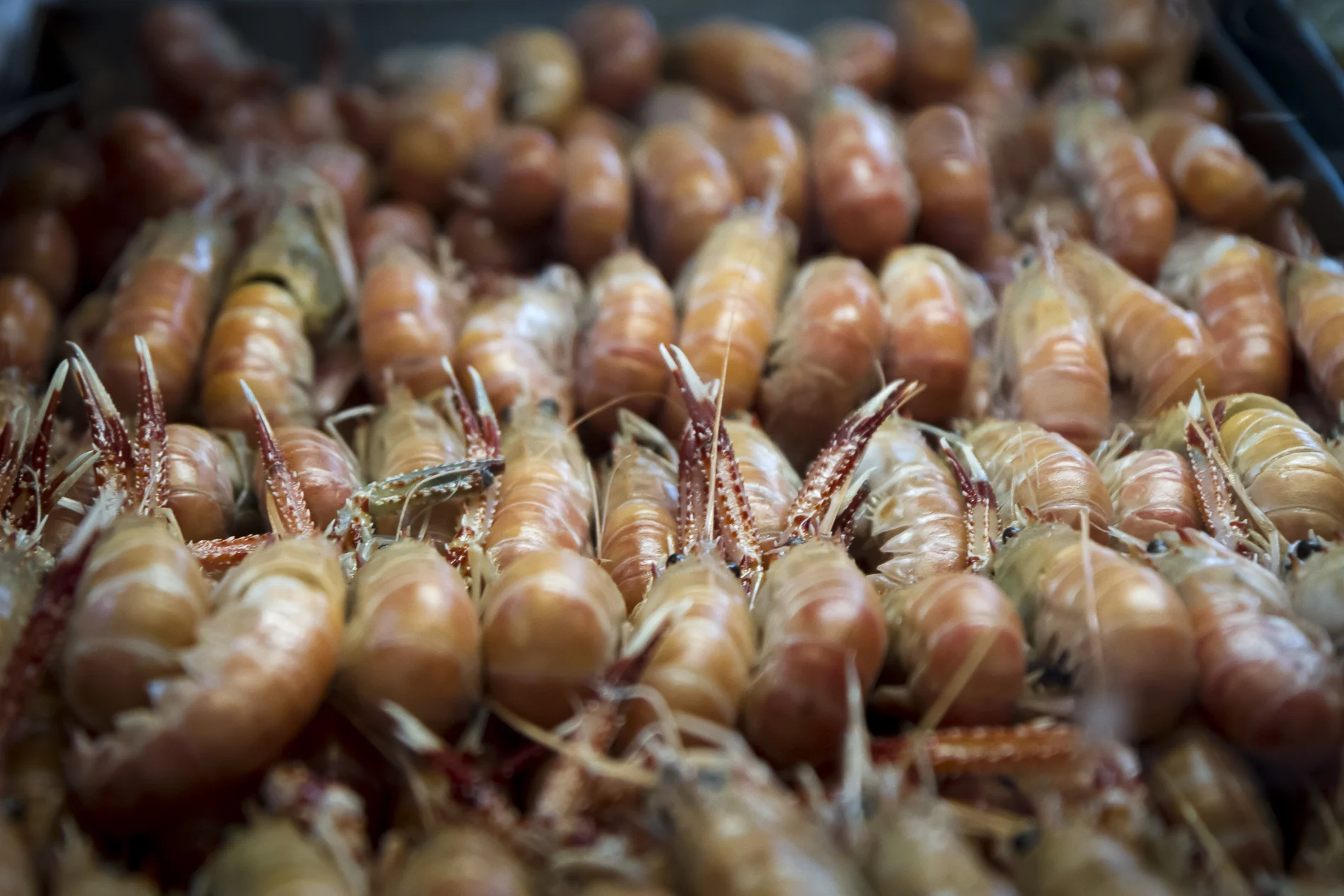 Sao Paulo Market-1.jpg