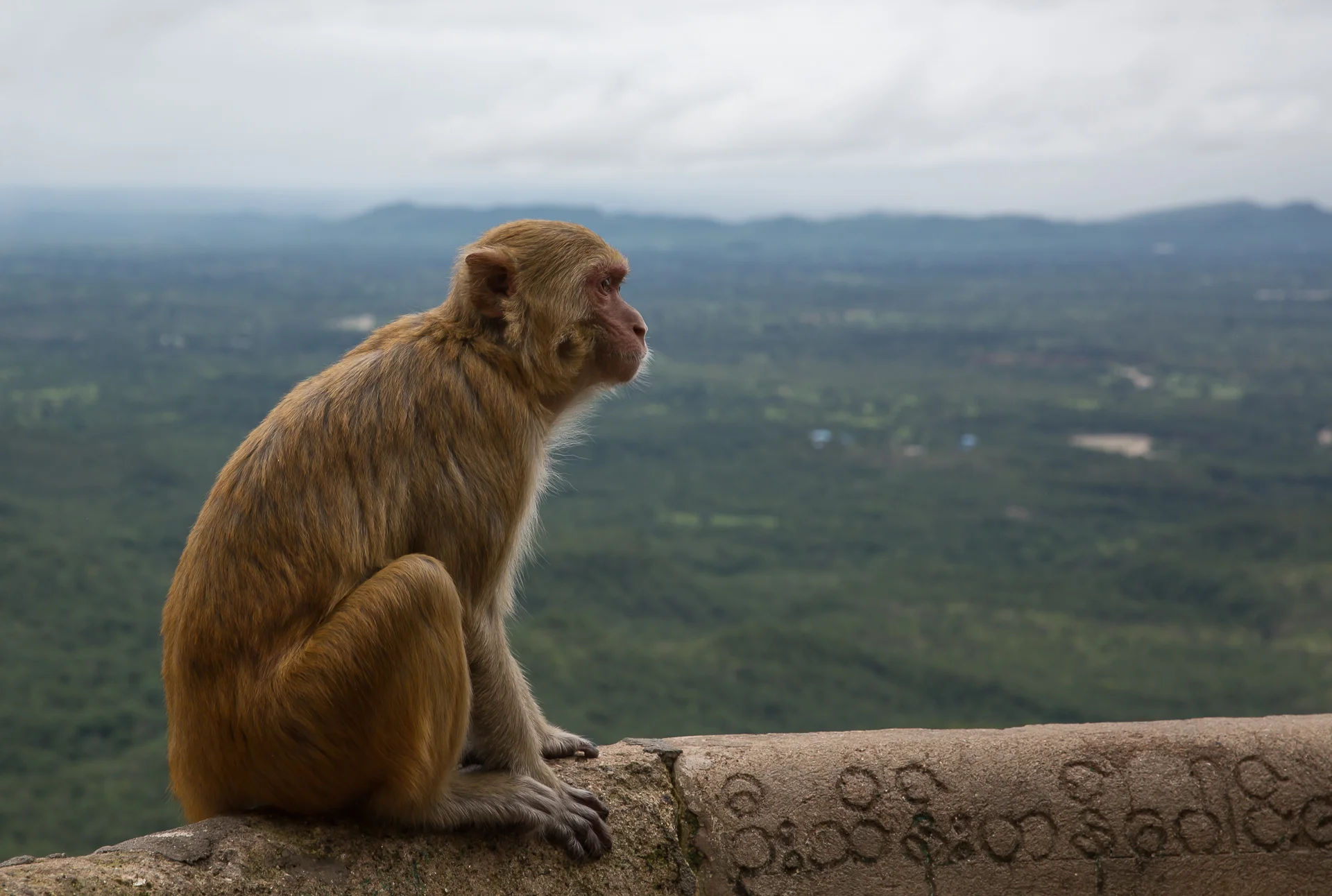  Mt Popa 