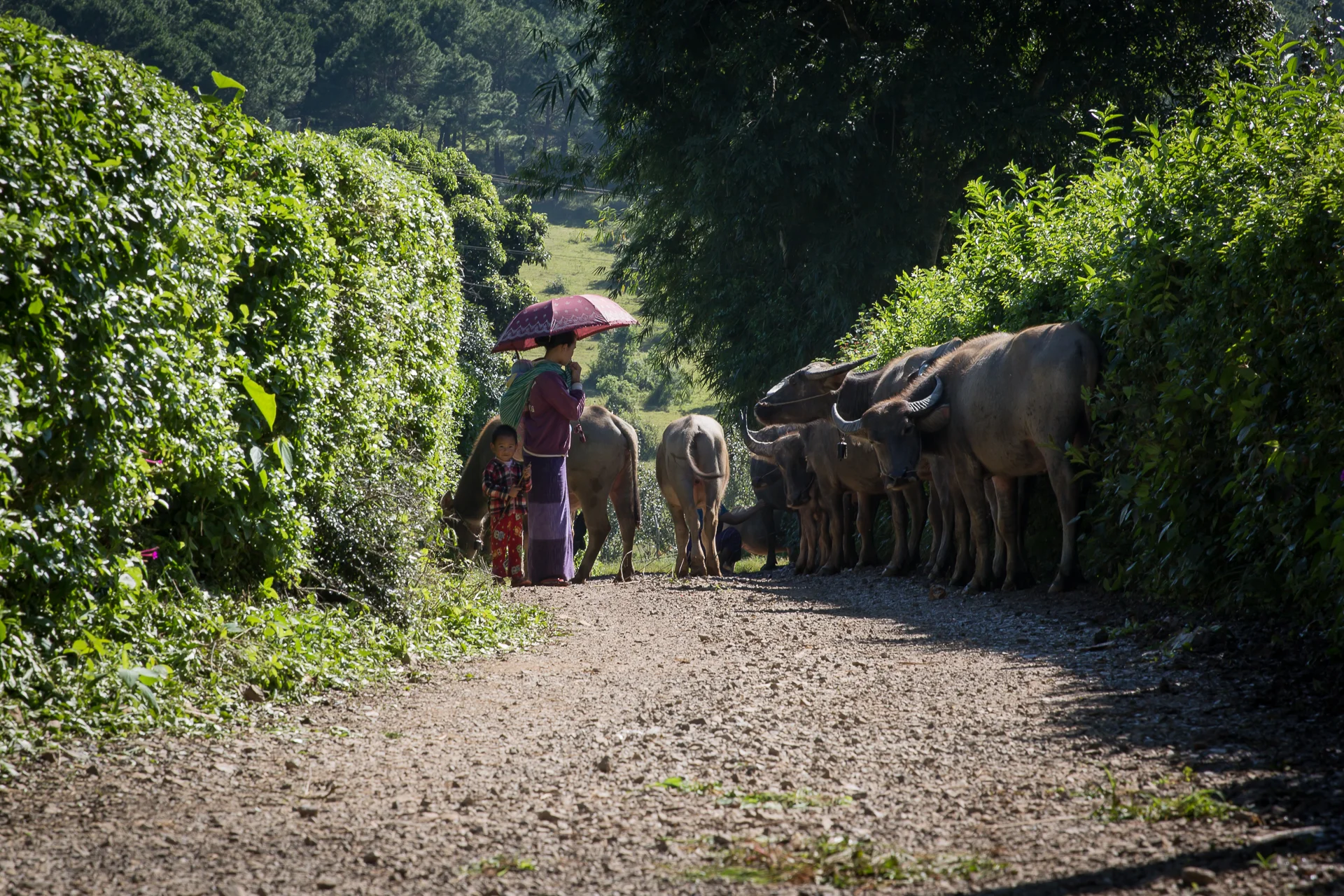  Trekking in Kalaw 