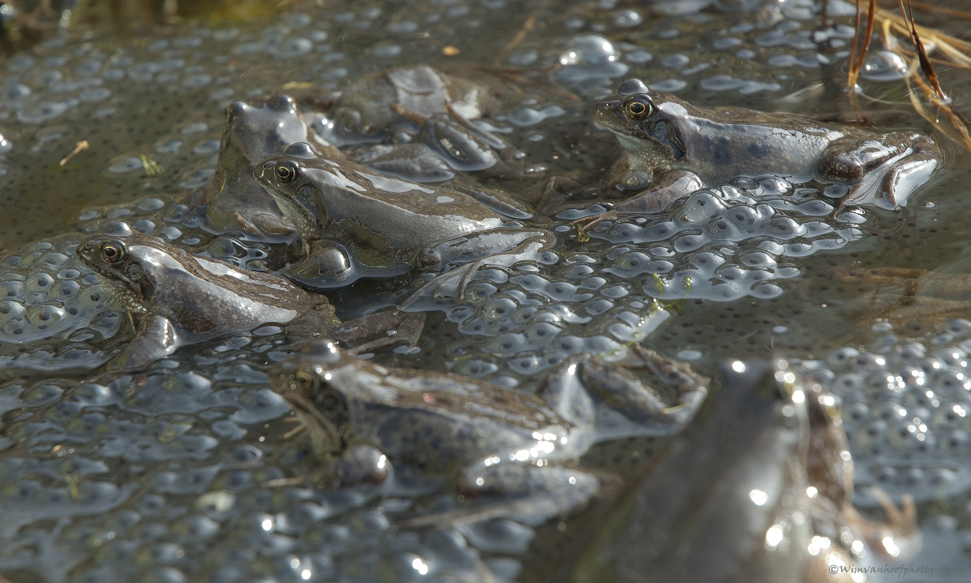  Brown frogs 