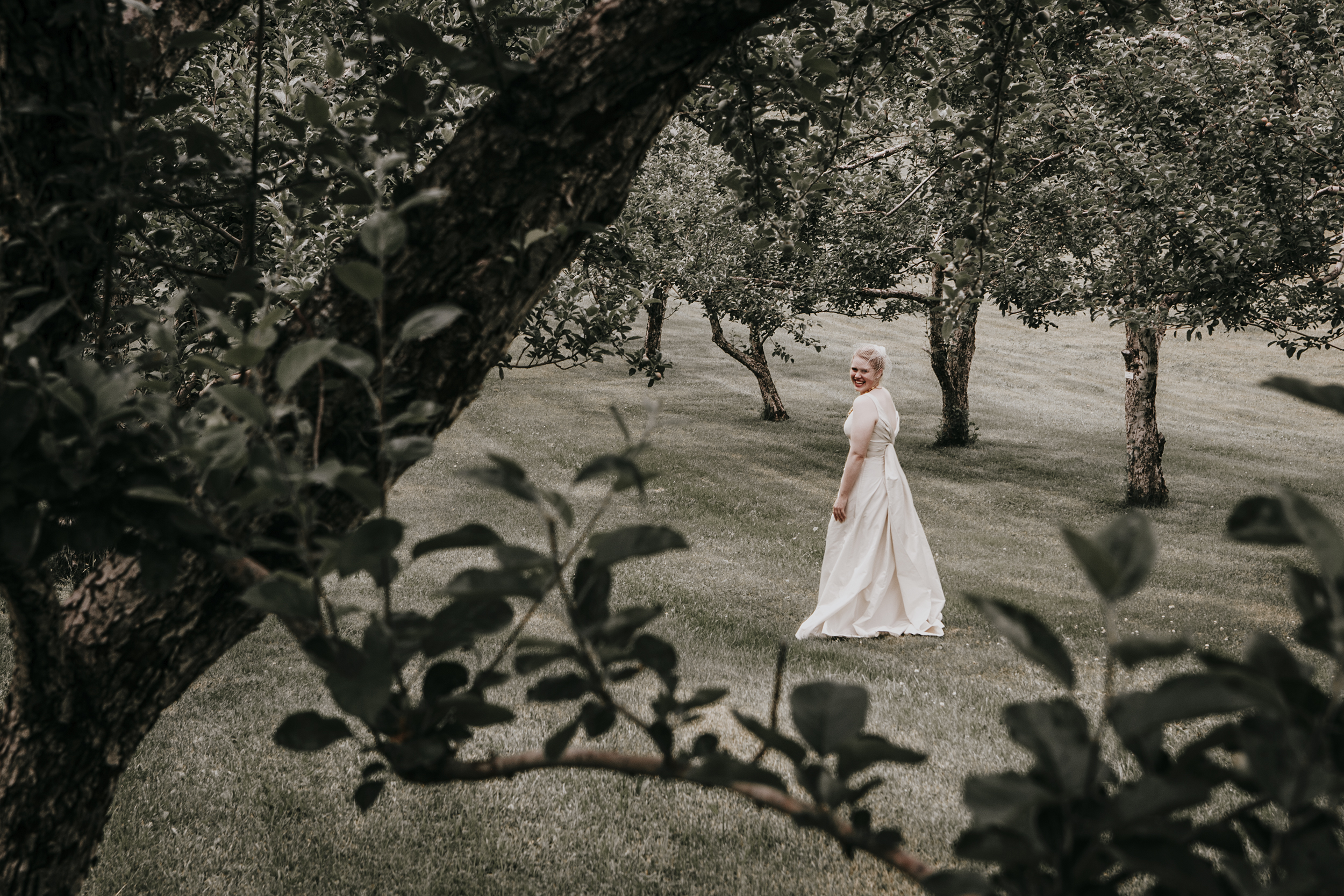 bride in apple orchard, Clark Cove farm, Maine