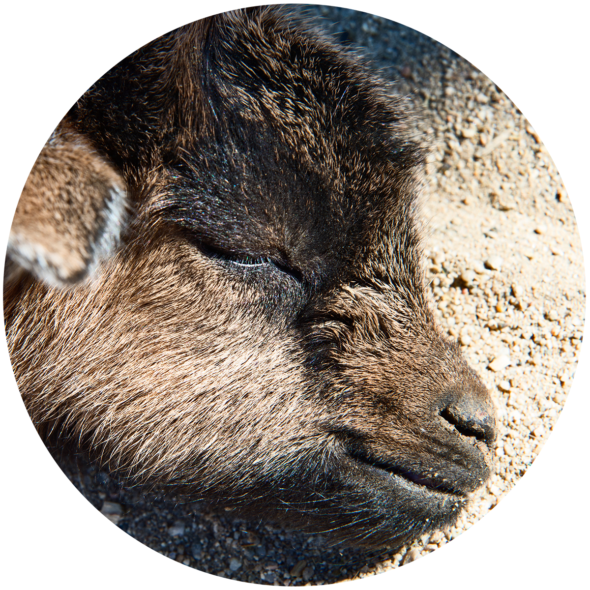 BabyCU_Circle_x1200.png