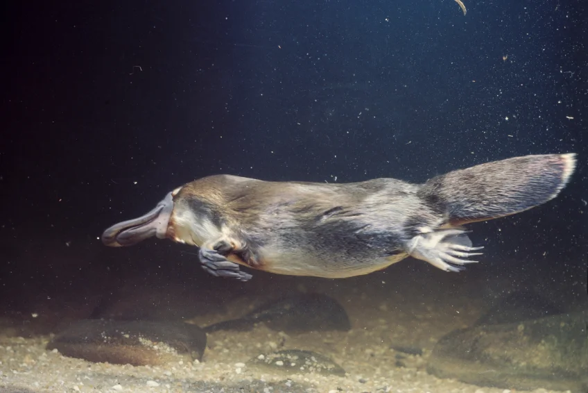 PLATYPUS