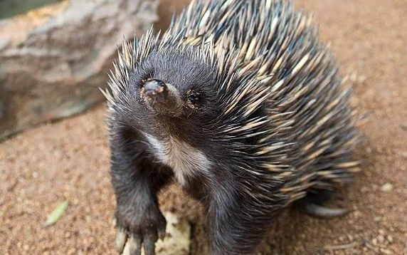 ECHIDNA
