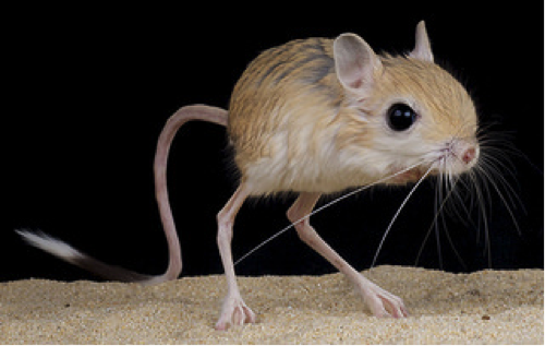 JERBOA