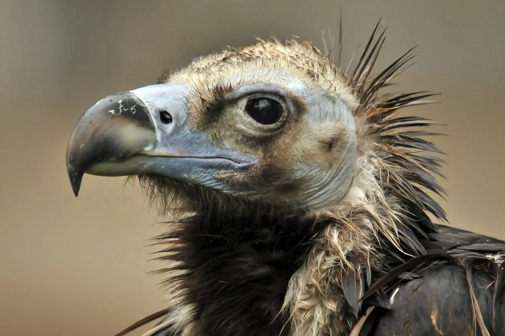 VULTURE