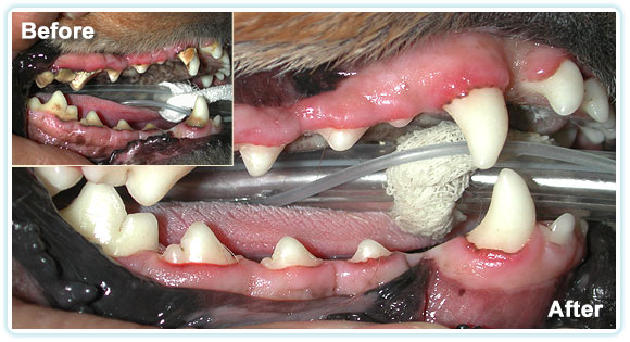 PET DENTISTRY
