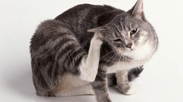 Fleas in Cat