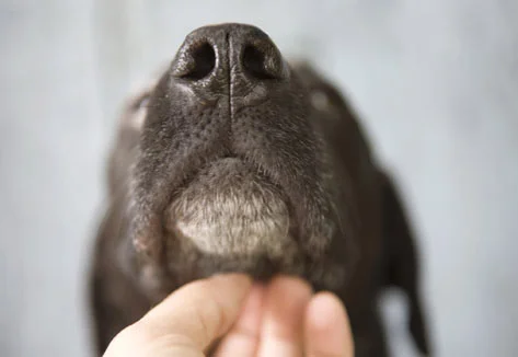 7 tips for keeping senior dogs healthy and happy