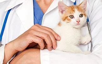 7 Tips When Traveling with Your Cat to the Vet