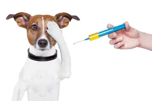 Our Recommended Vaccination Schedule for Dogs, Cats, Puppies and Kitten