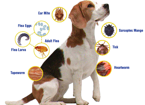 FLEAS, TICKS, WORMS DOGS