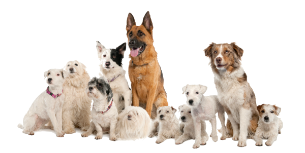 Adult Dog
