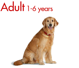 Adult Dog