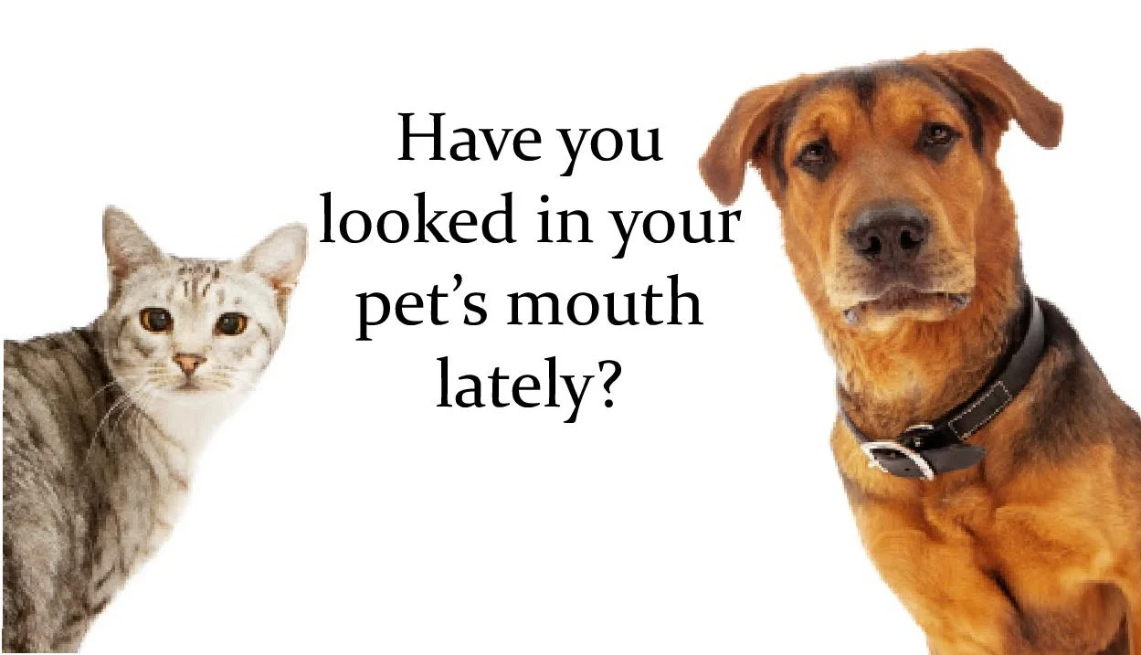 Dental Care