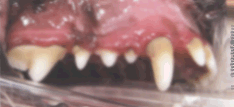 Pet Dental Home Care