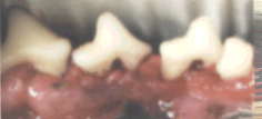 Pet Dental Home Care