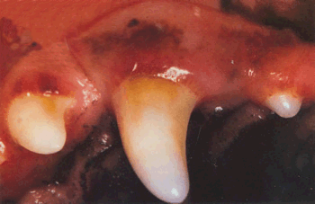 Pet Dental Home Care