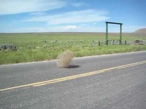Tumble Weed.mov