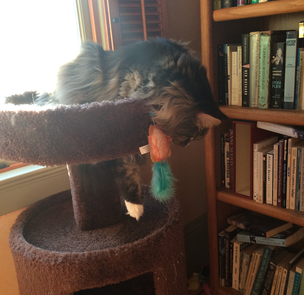 My cat, Ché