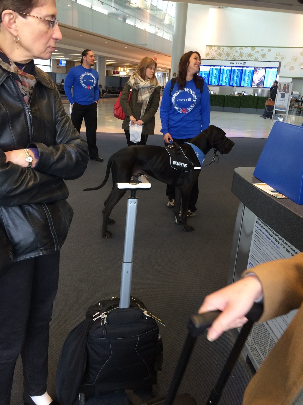 United bringing therapy dogs so we can cope with their delays