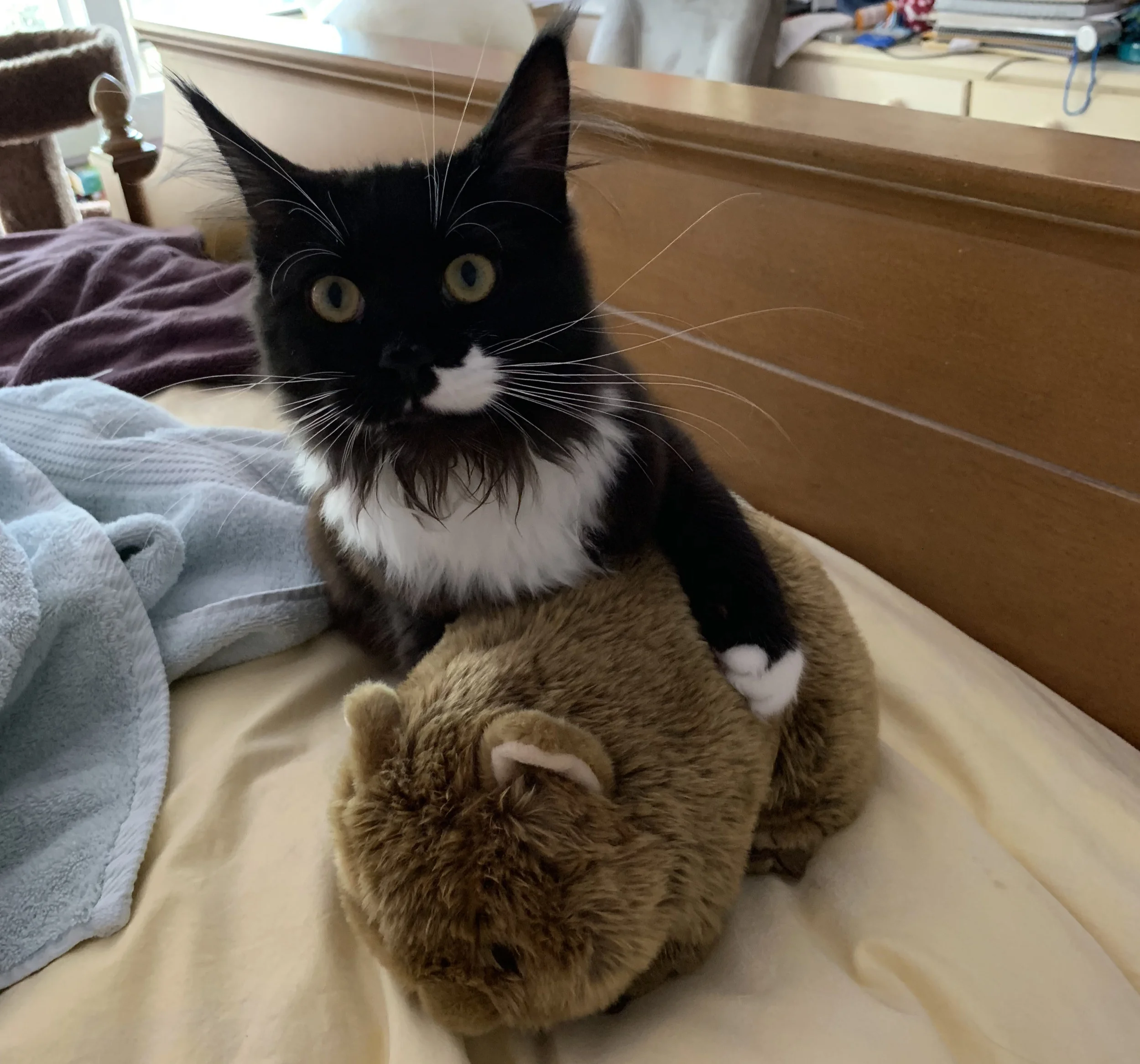 My cat, Zyva, deciding the wombat stuffed animal my friend Caitlin bought for me is now hers