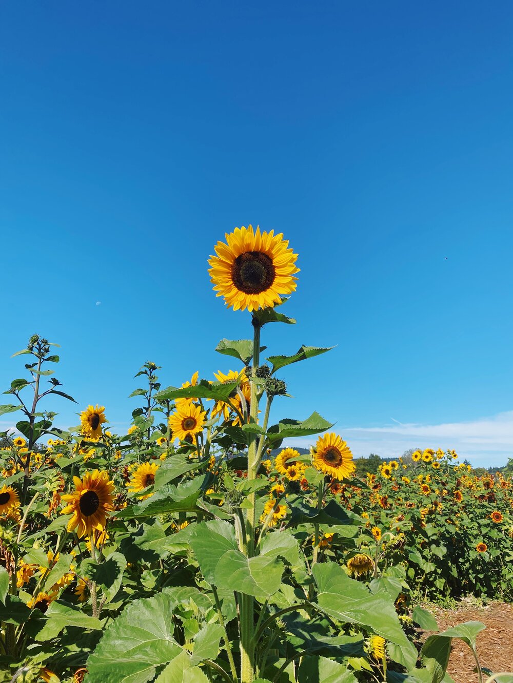  Don’t be afraid to STAND TALL like a sunflower 