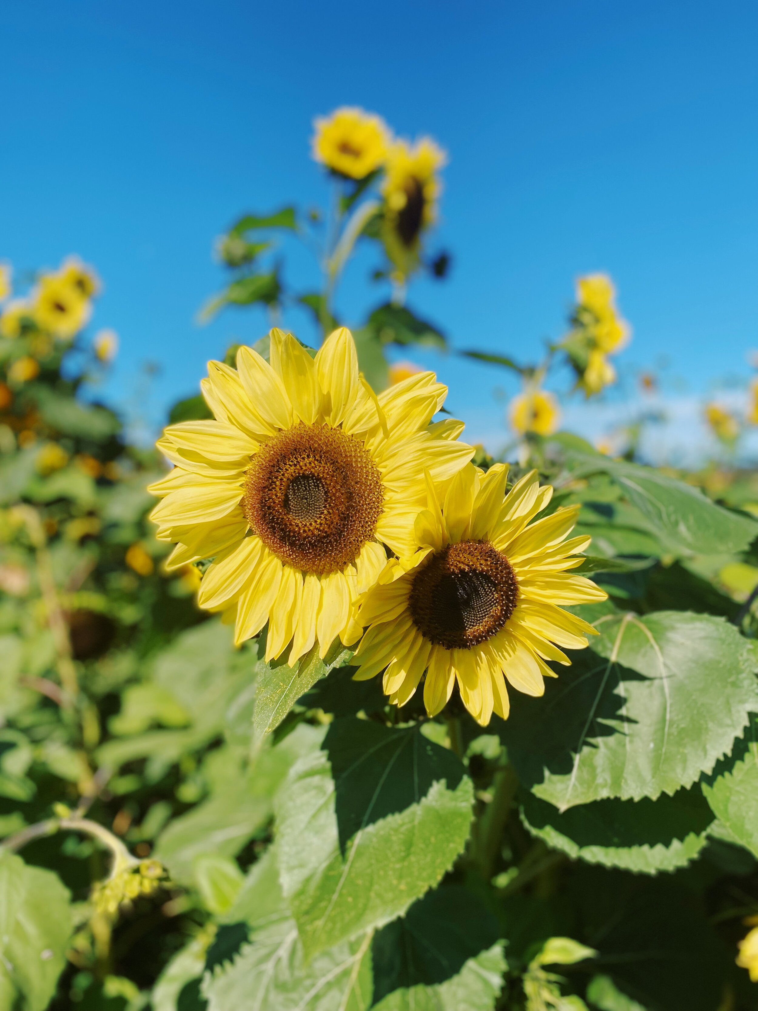  My cousin told me that she heard if sunflowers can’t find sunlight to face, they face each other 