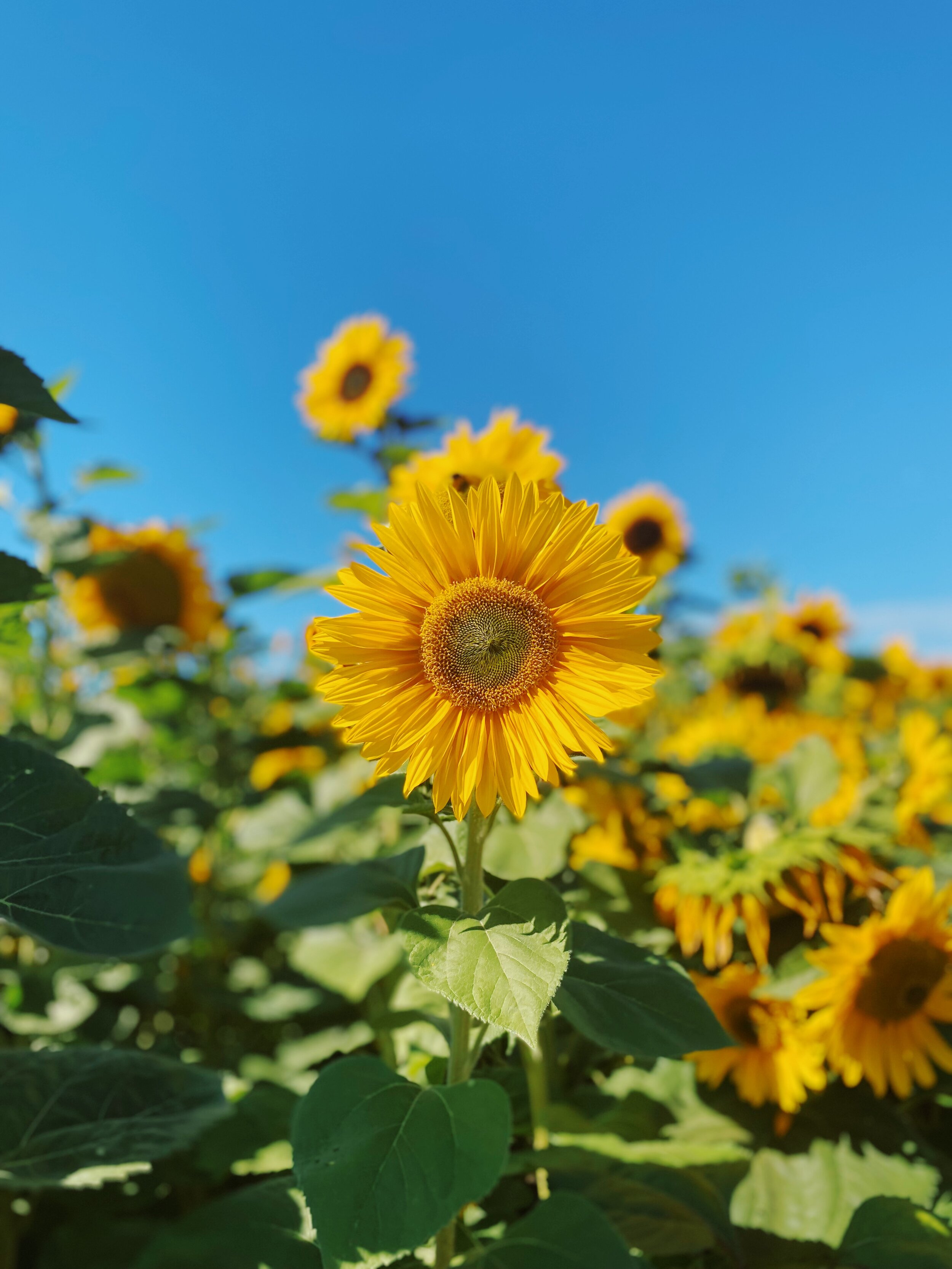  We were told that the farm grew over 20 different kinds of sunflowers this season— I had no idea that there  WERE  over 20 different kinds of sunflowers! 