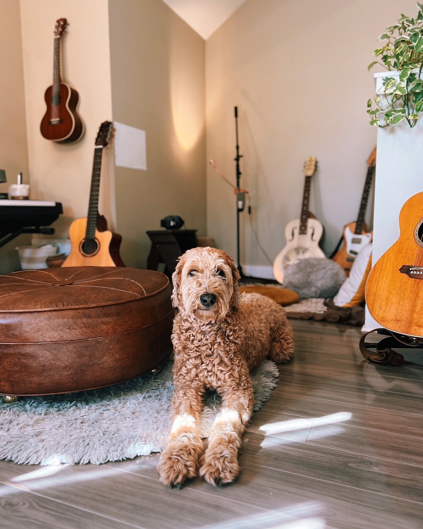 Things in my home that just make sense: my dog and guitars in every corner 🐾🎶✨ @ferrisdogdayoff #guitarist #guitarlife
