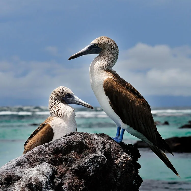 Photo by Galapagos Safari Camp | Galapagos Islands