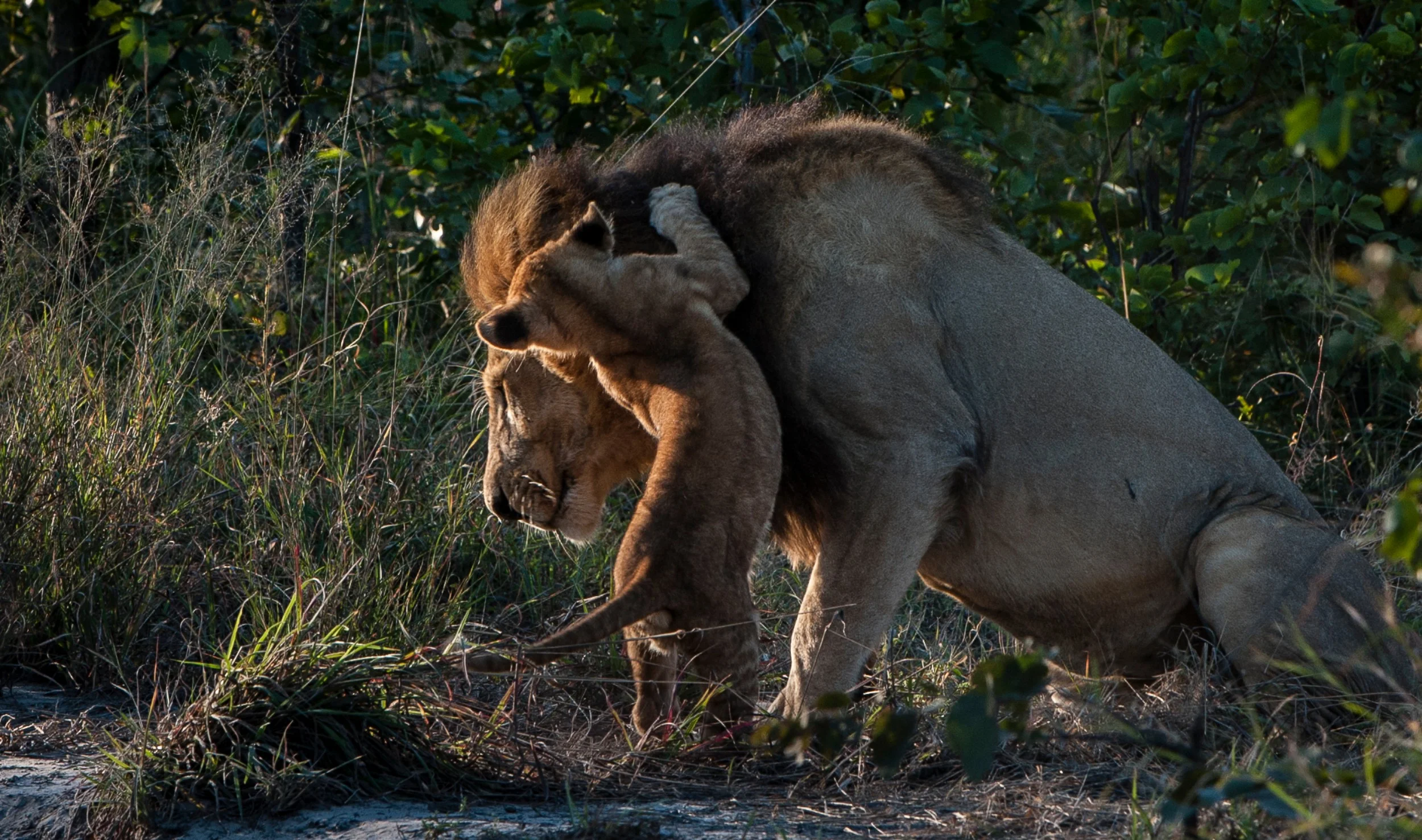 34Sable Alley - Lions .jpg