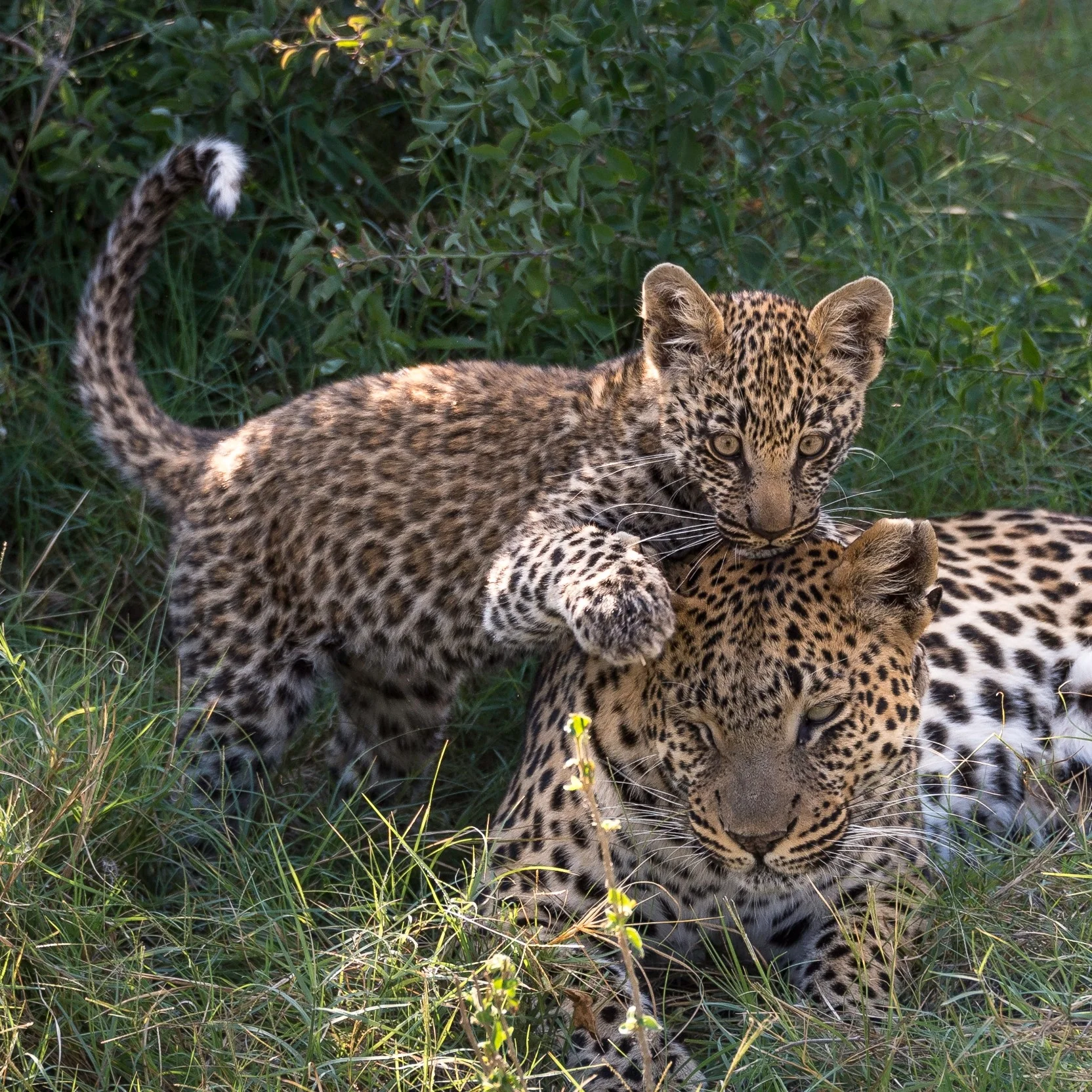 Jao_Reserve_2015-06-118.jpg