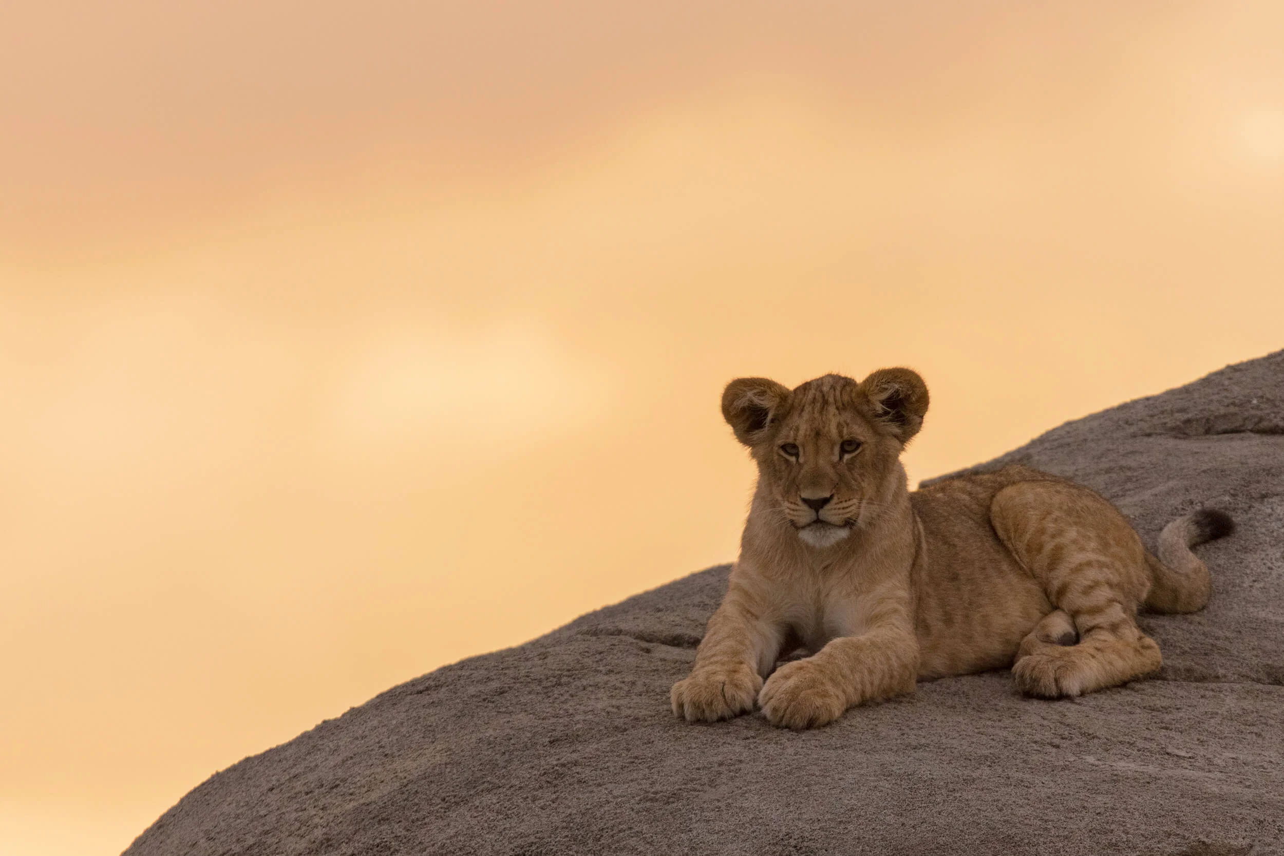 Uncharted Formerly Outside Go Go To The Original Pride Rock Where Disney S Lion King Was Inspired