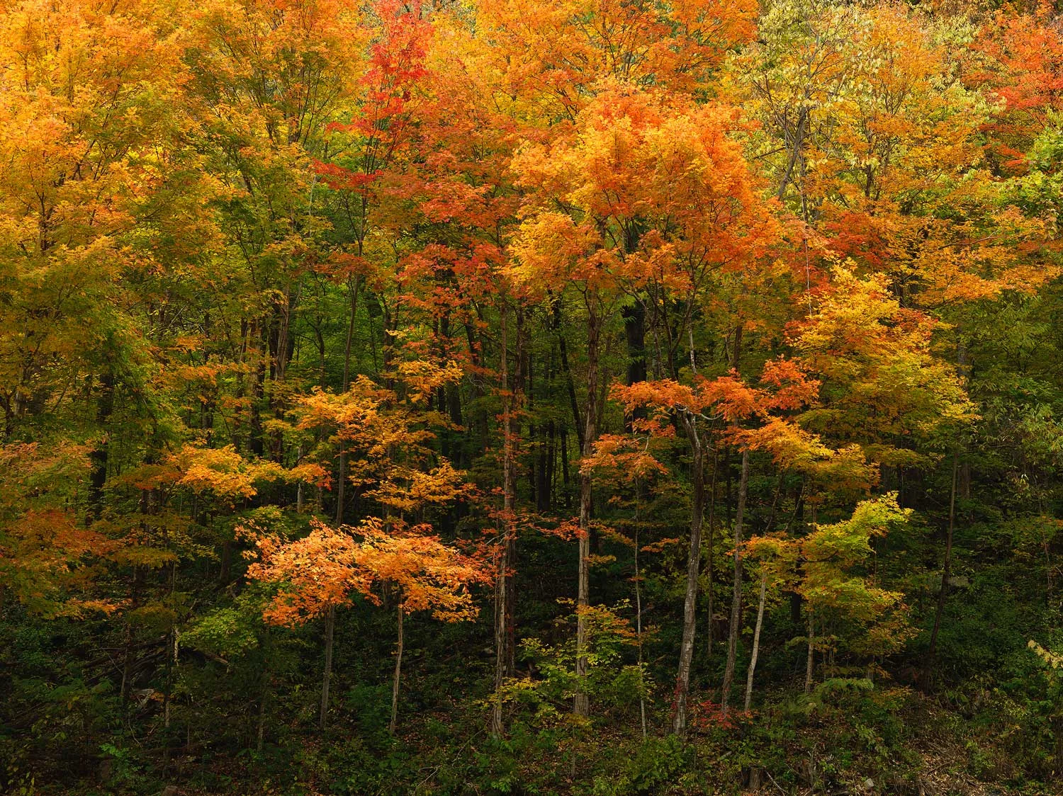 A_6540556.jpg