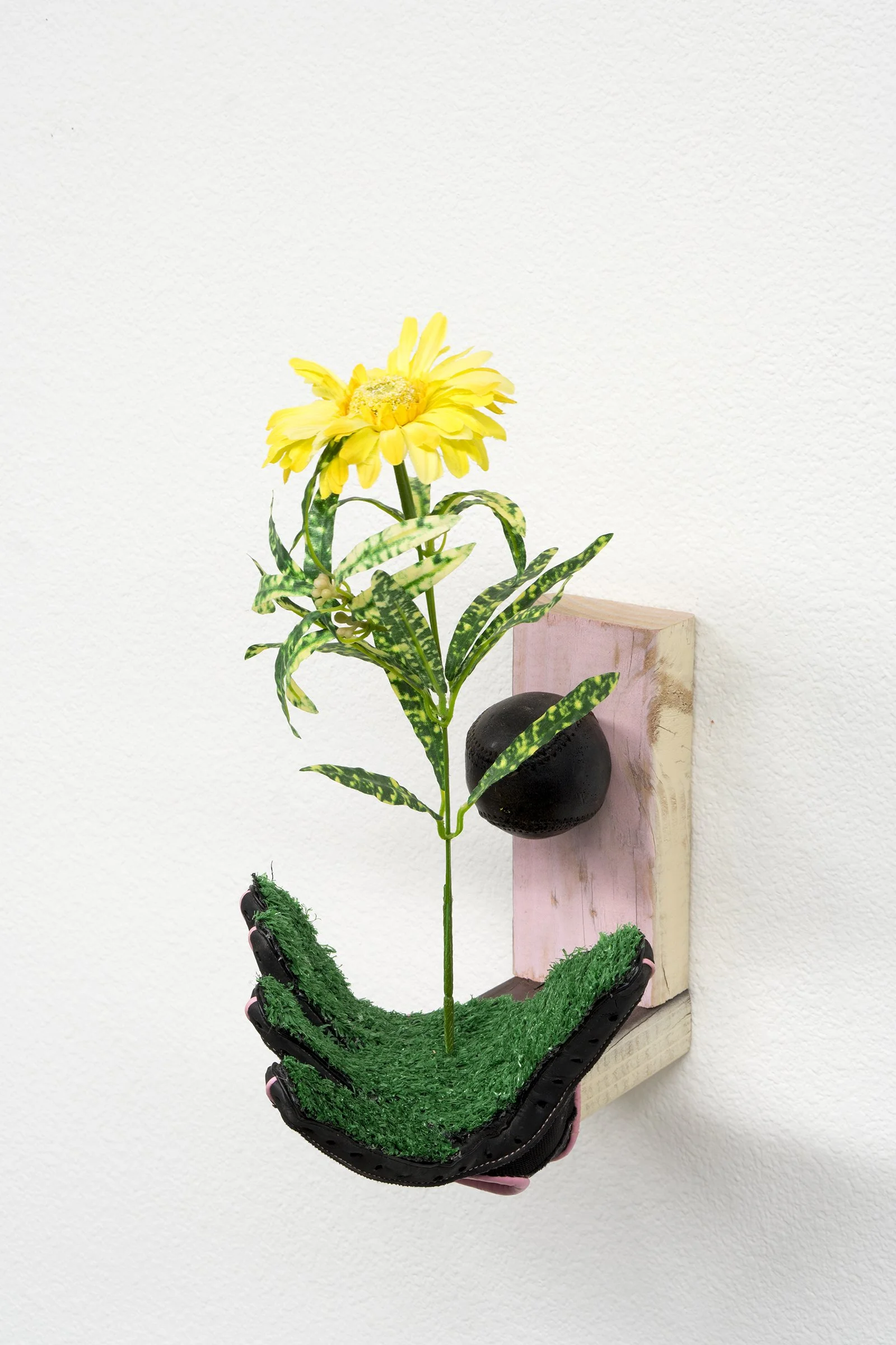 Hardball (Argyranthemum “Beauty Yellow”)