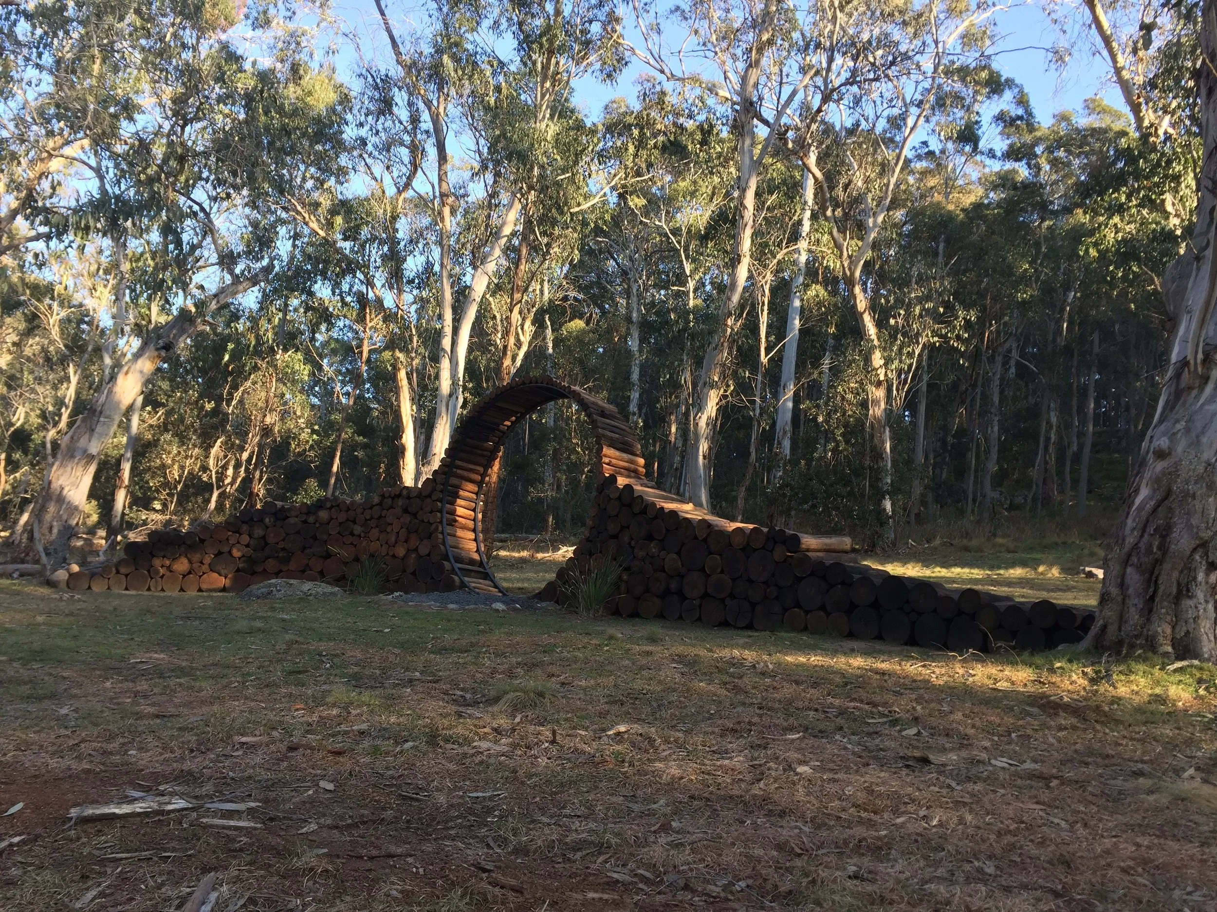Storm fallen trees made 'Stargate' , the gateway to up to the Hermitage Hill Tree-House.