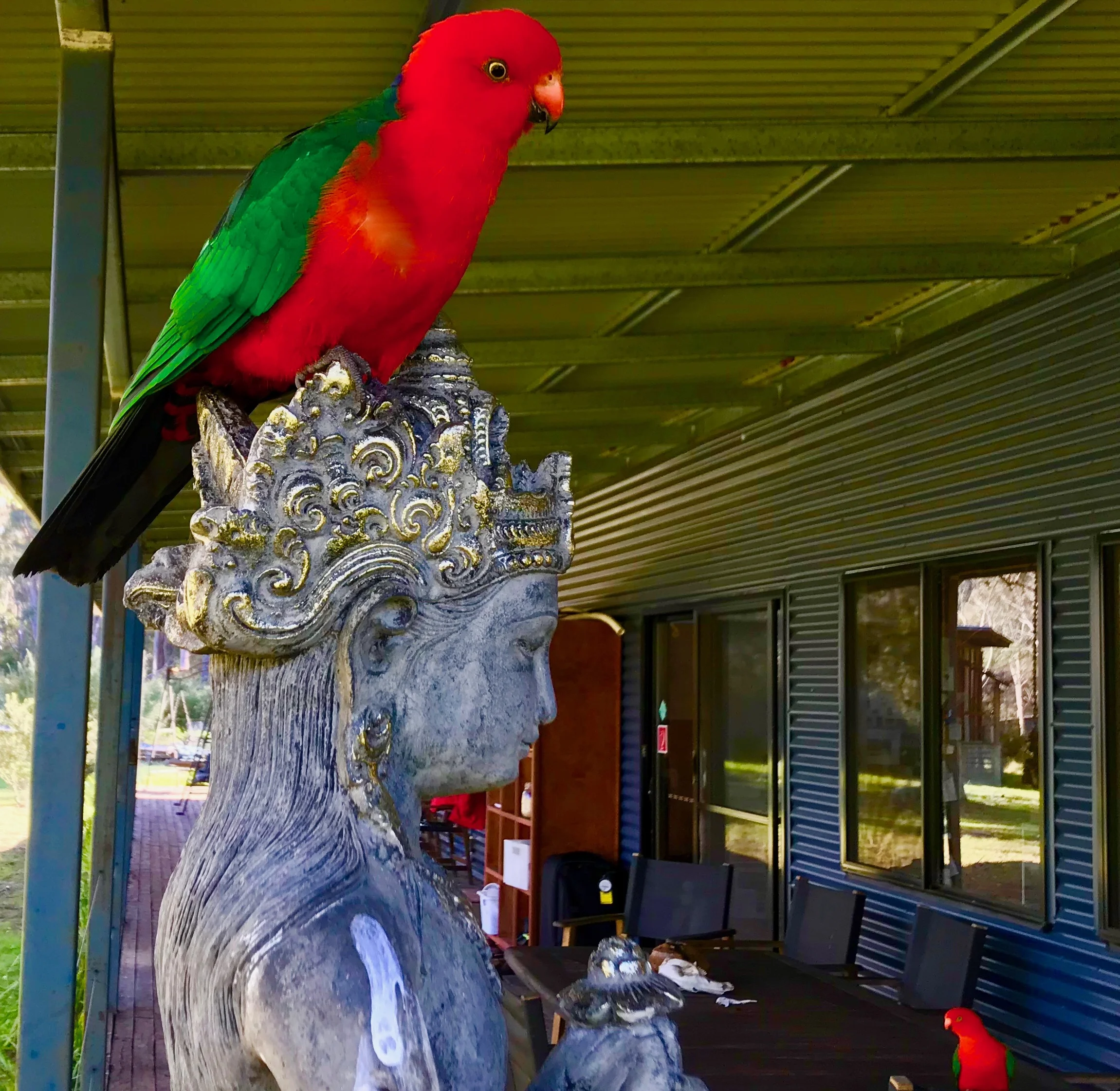 In the early morning Eastern Rosellas come to call...
