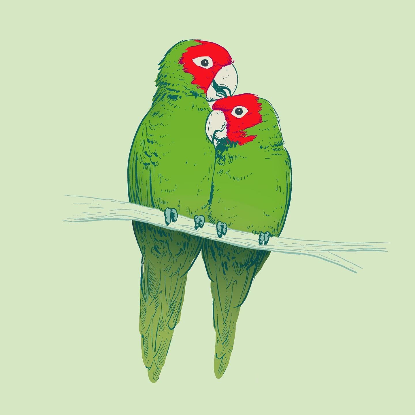 San Francisco just voted to make these guys our official animal! 🦜🦜

The Cherry Headed Conure were named official animal after a month-long process that started with 16 animals, and ended with the parrots winning with a feather-thin 51.3% of the vo