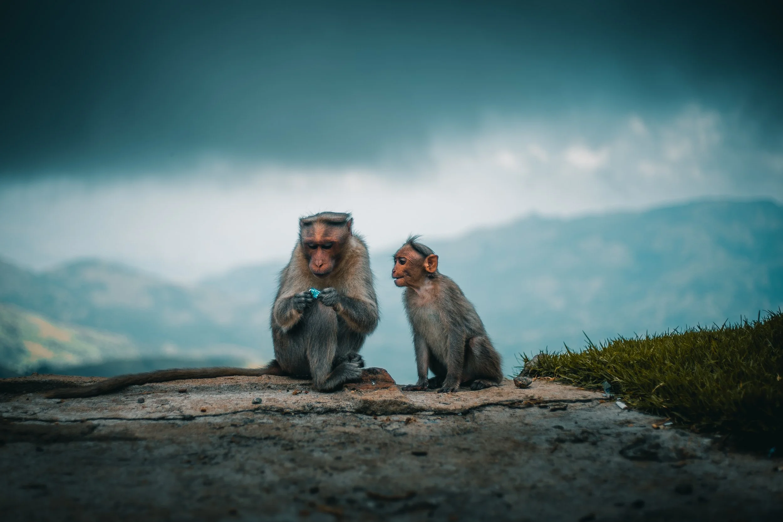 Assumption Monkeys - Always Question Key Assumptions
