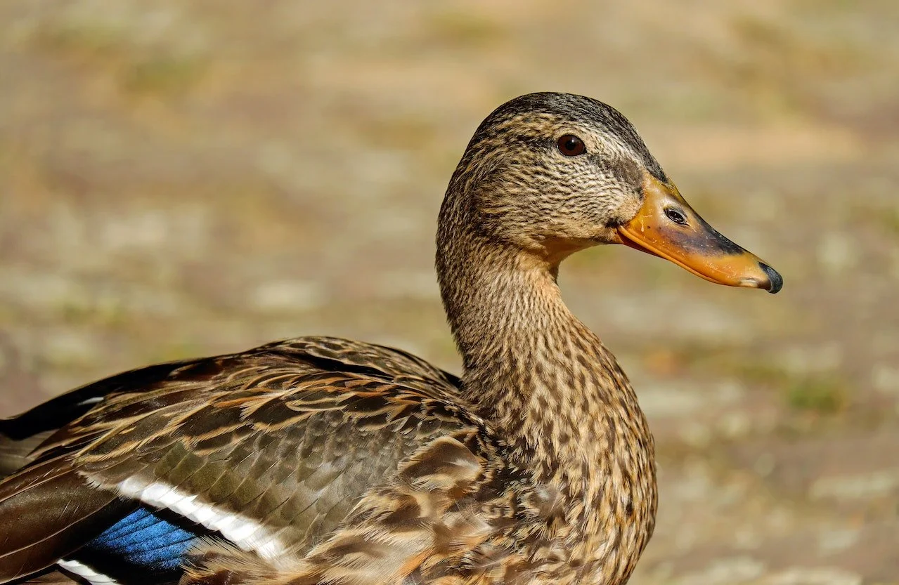 Atwood's Duck
